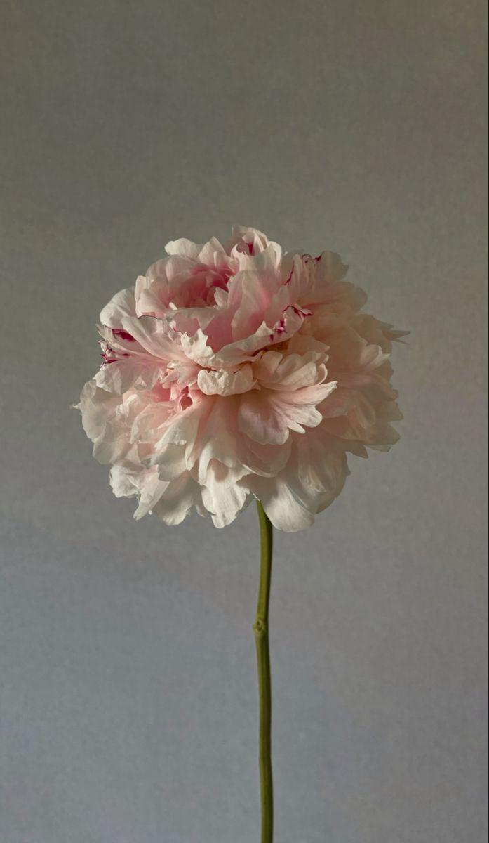 Whimsical Wishes Vibrant Flower Harmony
